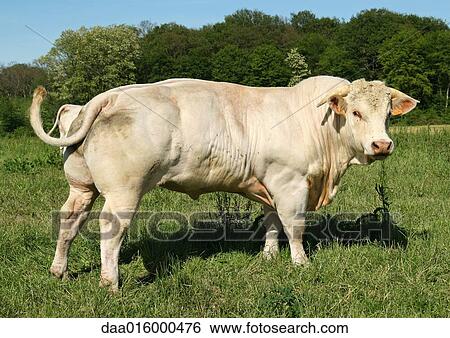 Charolais cow standing in field, turning head toward camera View Large Photo Image Stock Photograph - Charolais cow standing in field, turning head toward camera. Fotosearch