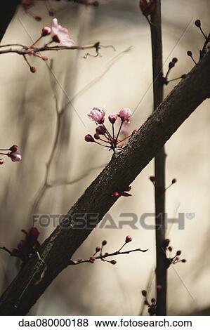 Cherry blossoms opening on branch View Large Photo Image Stock Photo - Cherry blossoms opening on branch. Fotosearch