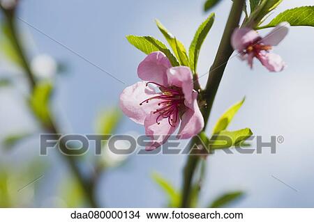 Cherry blossoms View Large Photo Image Picture - Cherry blossoms. Fotosearch