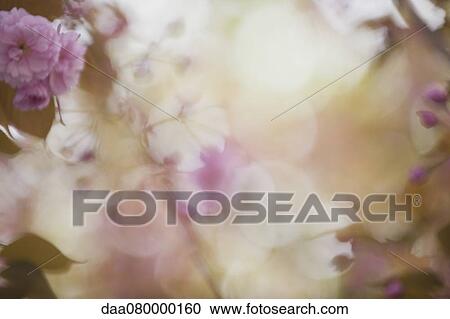 Stock Image - Cherry blossoms. Fotosearch