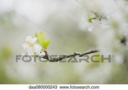Cherry blossoms View Large Photo Image Stock Image - Cherry blossoms. Fotosearch