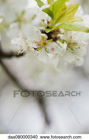 Cherry blossoms View Large Photo Image Stock Image - Cherry blossoms. Fotosearch