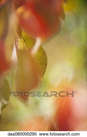 Cherry leaves in autumn View Large Photo Image Stock Photography - Cherry leaves in autumn. Fotosearch