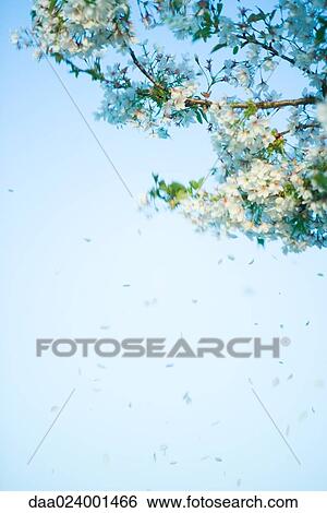 Cherry tree and petals floating in sky View Large Photo Image Stock Photograph - Cherry tree and petals floating in sky. Fotosearch