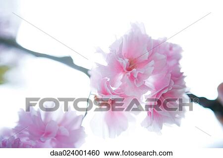 Stock Image - Cherry tree branch in blossom, cropped. Fotosearch