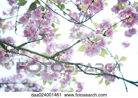 Stock Image - Cherry tree branch in blossom, cropped. Fotosearch