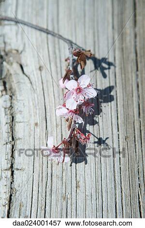 Stock Photo - Cherry tree branch in blossom, cropped. Fotosearch