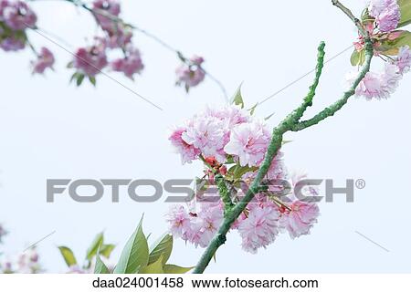 Stock Photo - Cherry tree branch in blossom, cropped. Fotosearch