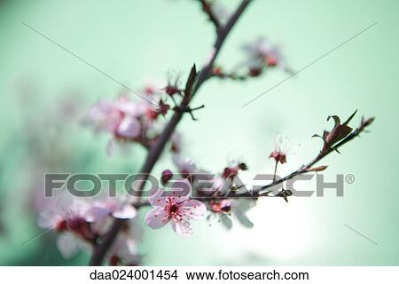 Cherry tree branch in blossom View Large Photo Image Picture - Cherry tree branch in blossom. Fotosearch