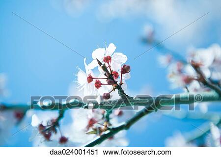 Cherry tree branch in blossom View Large Photo Image Stock Image - Cherry tree branch in blossom. Fotosearch