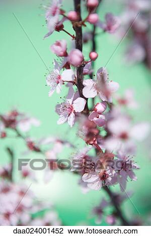 Cherry tree branch in blossom View Large Photo Image Stock Image - Cherry tree branch in blossom. Fotosearch