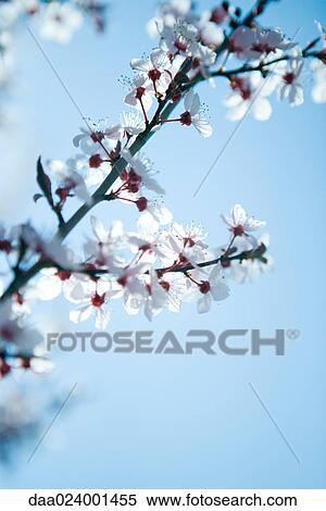 Cherry tree branch in blossom View Large Photo Image Stock Photography - Cherry tree branch in blossom. Fotosearch