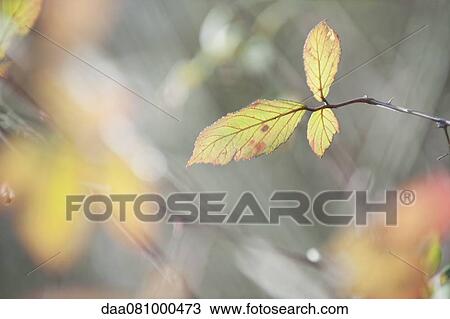 Cherry tree branch View Large Photo Image Stock Image - Cherry tree branch. Fotosearch