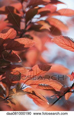 Cherry tree foliage in autumn View Large Photo Image Stock Image - Cherry tree foliage in autumn. Fotosearch