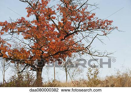 Cherry tree in autumn View Large Photo Image Stock Image - Cherry tree in autumn. Fotosearch