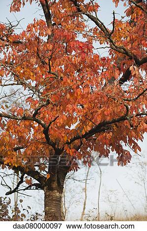 Cherry tree in autumn View Large Photo Image Stock Photo - Cherry tree in autumn. Fotosearch