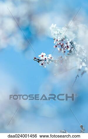 Cherry tree in blossom, cropped, selective focus View Large Photo Image Stock Photograph - Cherry tree in blossom, cropped, selective focus. Fotosearch