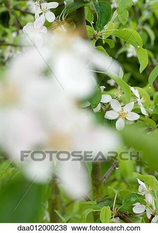 Cherry tree in blossom View Large Photo Image Stock Photo - Cherry tree in blossom. Fotosearch