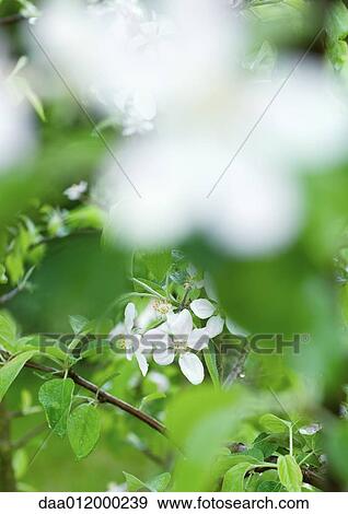 Cherry tree in blossom View Large Photo Image Stock Photo - Cherry tree in blossom. Fotosearch