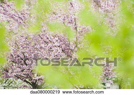 Cherry tree in full bloom, viewed through foliage View Large Photo Image Stock Photo - Cherry tree in full bloom, viewed through foliage. Fotosearch
