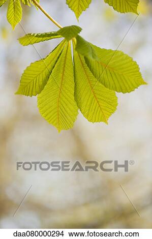 Chestnut leaves View Large Photo Image Picture - Chestnut leaves. Fotosearch