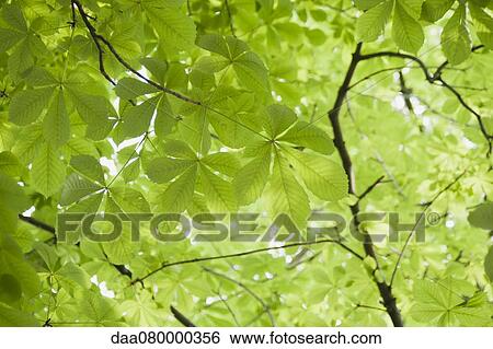 Chestnut tree foliage, full frame View Large Photo Image Stock Photograph - Chestnut tree foliage, full frame. Fotosearch