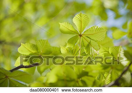 Chestnut tree foliage View Large Photo Image Stock Image - Chestnut tree foliage. Fotosearch