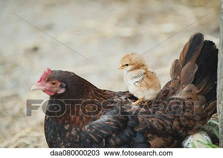 Chick sitting on hen's back View Large Photo Image Stock Image - Chick sitting on hen's back. Fotosearch
