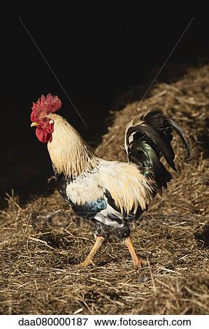 Chicken standing on straw View Large Photo Image Stock Photo - Chicken standing on straw. Fotosearch