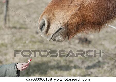 Child feeding donkey, cropped View Large Photo Image Stock Photo - Child feeding donkey, cropped. Fotosearch