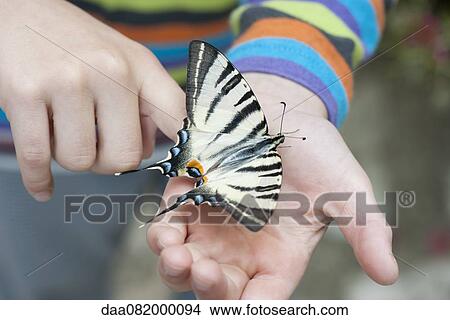 Child holding zebra swallowtail butterfly in palm, cropped View Large Photo Image Picture - Child holding zebra swallowtail butterfly in palm, cropped. Fotosearch