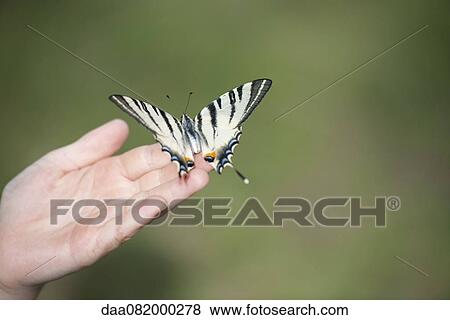 Child holding zebra swallowtail butterfly in palm, cropped View Large Photo Image Stock Photo - Child holding zebra swallowtail butterfly in palm, cropped. Fotosearch