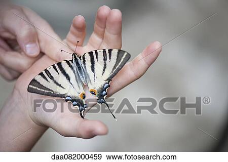 Child holding zebra swallowtail butterfly in palm, cropped View Large Photo Image Stock Photo - Child holding zebra swallowtail butterfly in palm, cropped. Fotosearch