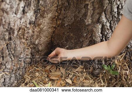 Child touching tree trunk, cropped View Large Photo Image Stock Image - Child touching tree trunk, cropped. Fotosearch
