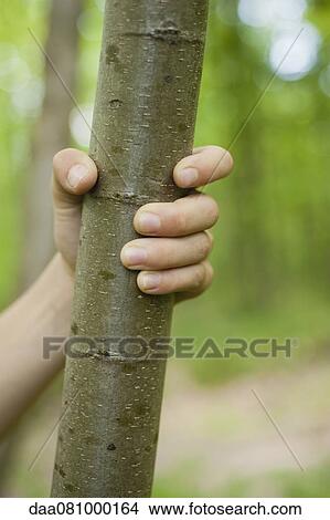 Child's hand gripping tree trunk, cropped View Large Photo Image Picture - Child's hand gripping tree trunk, cropped. Fotosearch