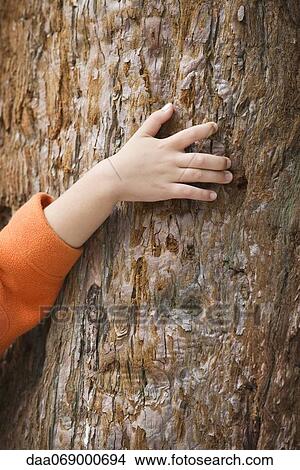 Picture - Child's hand touching tree trunk. Fotosearch