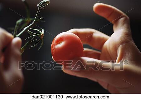 Child's hands taking tomato from vine View Large Photo Image Stock Photo - Child's hands taking tomato from vine. Fotosearch