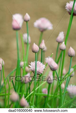 Chives blooming View Large Photo Image Stock Image - Chives blooming. Fotosearch