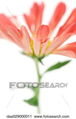 Stock Image - Chrysanthemum, close-up. Fotosearch