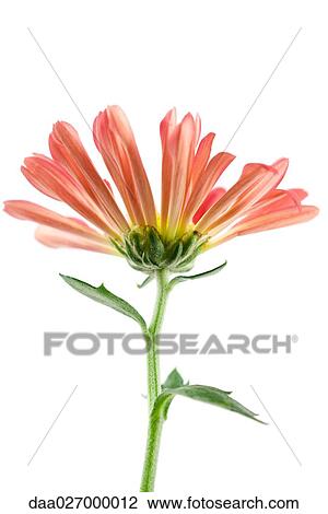 Chrysanthemum flower, side view View Large Photo Image Stock Image - Chrysanthemum flower, side view. Fotosearch
