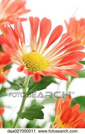 Stock Image - Chrysanthemum flowers, close-up. Fotosearch