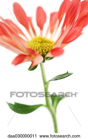 Stock Image - Chrysanthemum. Fotosearch