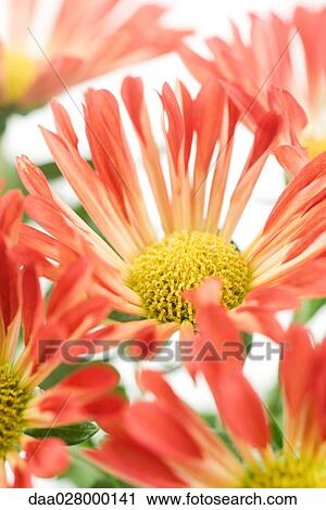 Chrysanthemums, close-up View Large Photo Image Stock Image - Chrysanthemums, close-up. Fotosearch