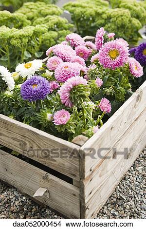 Picture - Chrysanthemums growing in planter. Fotosearch