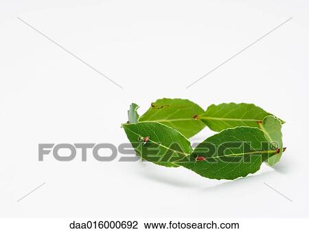 Circle of laurel leaves View Large Photo Image Stock Image - Circle of laurel leaves. Fotosearch