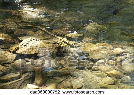 Clear river with rocks View Large Photo Image Stock Image - Clear river with rocks. Fotosearch