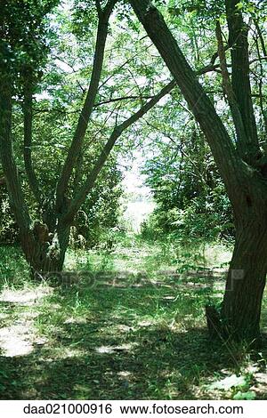 Clearing in woods View Large Photo Image Stock Photograph - Clearing in woods. Fotosearch