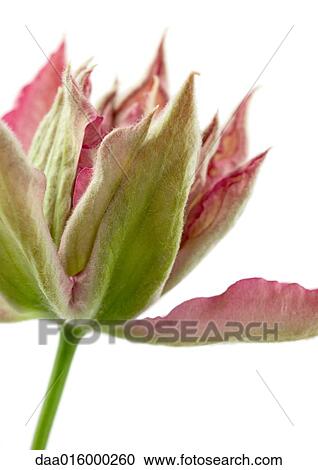 Stock Image - Clematis blossom, close-up. Fotosearch