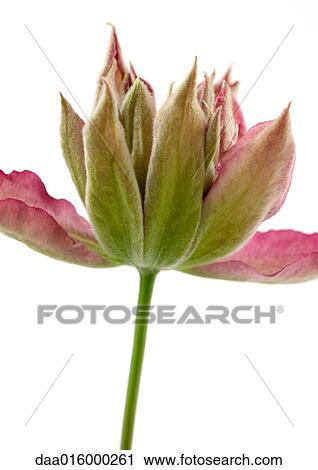 Clematis blossom, close-up View Large Photo Image Stock Image - Clematis blossom, close-up. Fotosearch