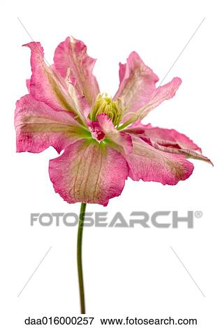 Clematis blossom, close-up View Large Photo Image Stock Photo - Clematis blossom, close-up. Fotosearch